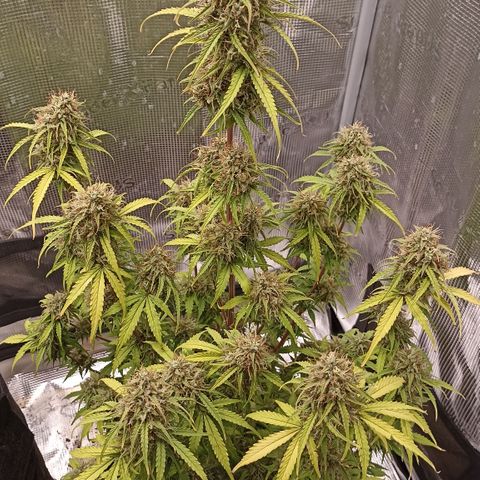 Blueberry Zkittlez Automatic growlog timeline photo