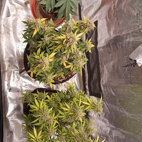 Blueberry Zkittlez Automatic growlog timeline photo