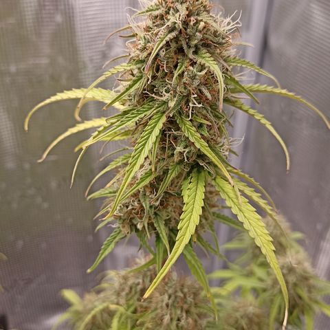 Blueberry Zkittlez Automatic growlog timeline photo