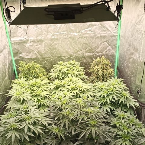 Blueberry Zkittlez Automatic growlog timeline photo
