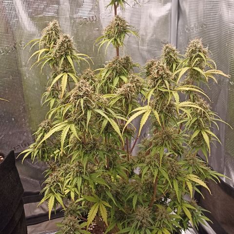 Blueberry Zkittlez Automatic growlog timeline photo