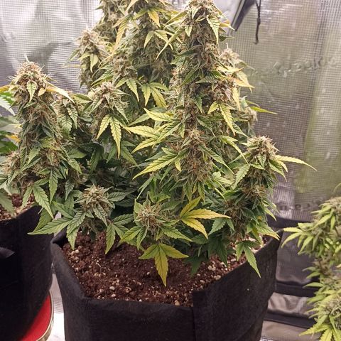 Blueberry Zkittlez Automatic growlog timeline photo
