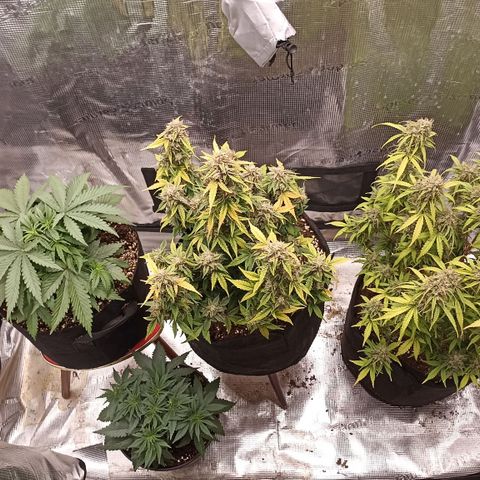 Blueberry Zkittlez Automatic growlog timeline photo