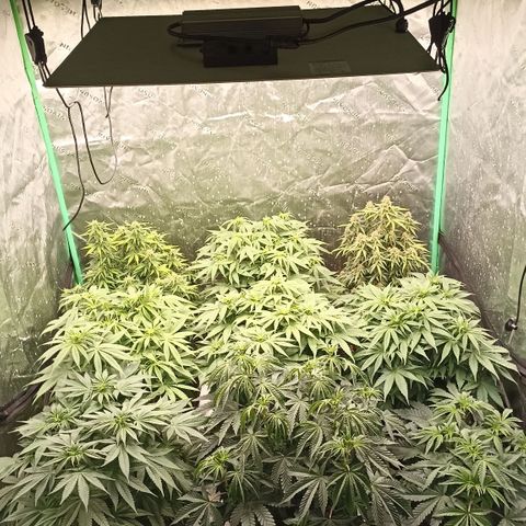 Blueberry Zkittlez Automatic growlog timeline photo