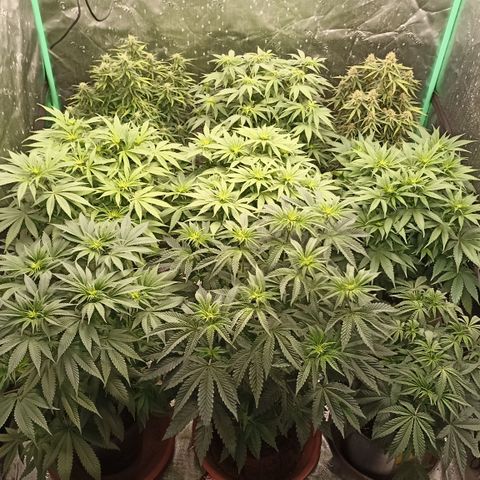 Blueberry Zkittlez Automatic growlog timeline photo