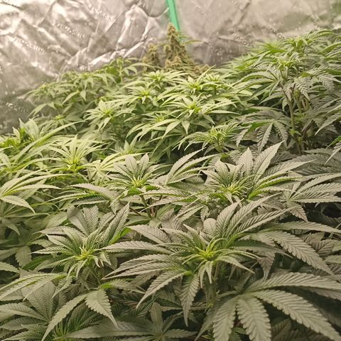 Blueberry Zkittlez Automatic growlog timeline photo