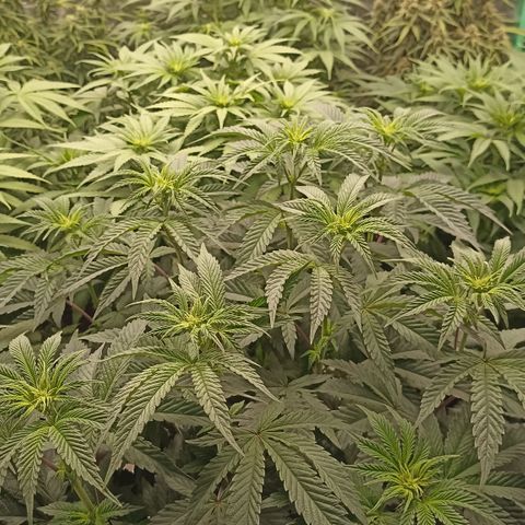 Blueberry Zkittlez Automatic growlog timeline photo