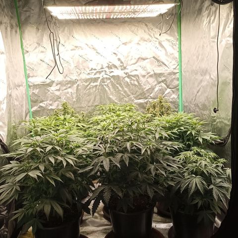 Blueberry Zkittlez Automatic growlog timeline photo