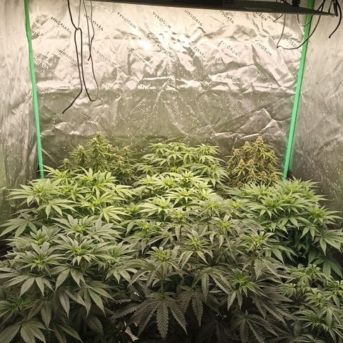 Blueberry Zkittlez Automatic growlog timeline photo