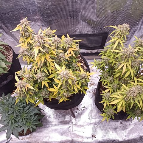 Blueberry Zkittlez Automatic growlog timeline photo