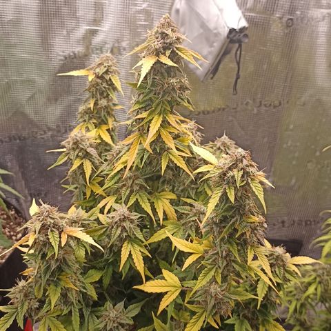 Blueberry Zkittlez Automatic growlog timeline photo