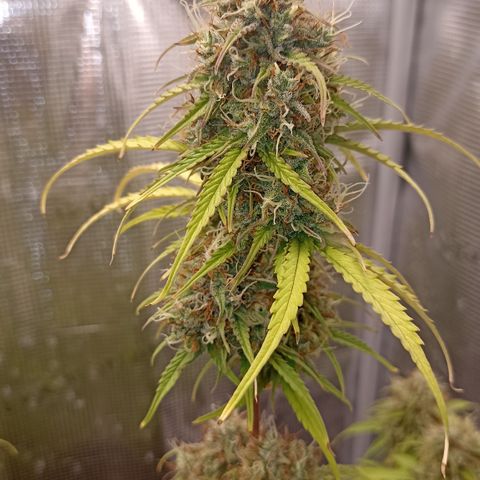 Blueberry Zkittlez Automatic growlog timeline photo