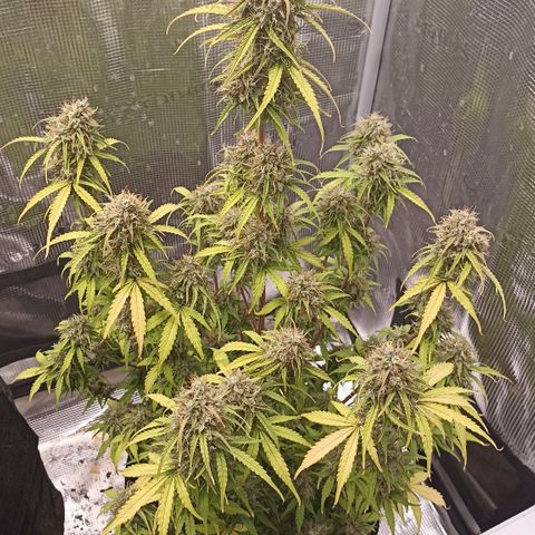Blueberry Zkittlez Automatic growlog timeline photo