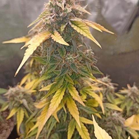Blueberry Zkittlez Automatic growlog timeline photo