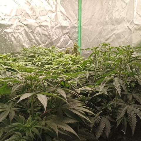 Blueberry Zkittlez Automatic growlog timeline photo