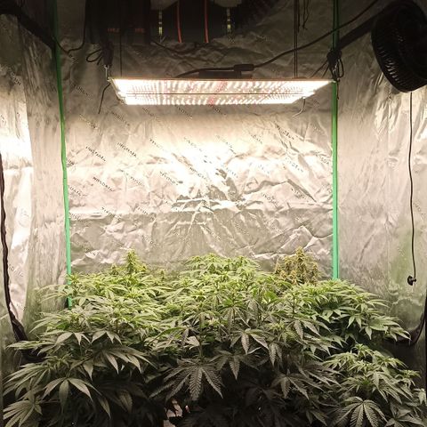 Blueberry Zkittlez Automatic growlog timeline photo