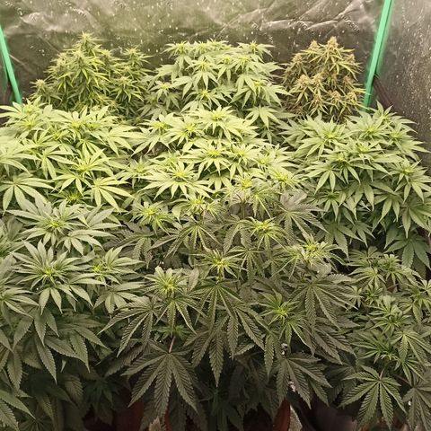 Blueberry Zkittlez Automatic growlog timeline photo