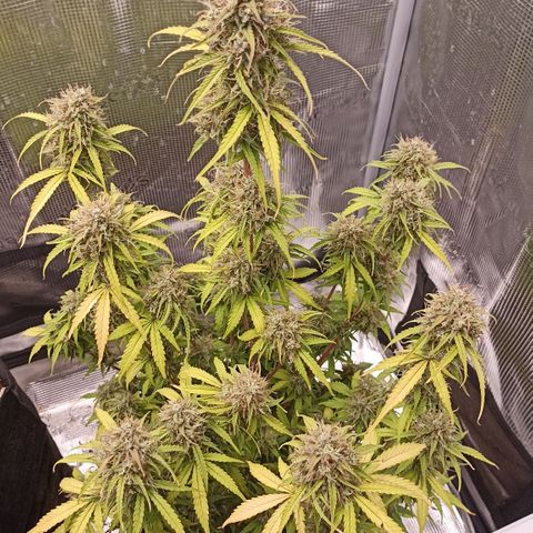 Blueberry Zkittlez Automatic growlog timeline photo