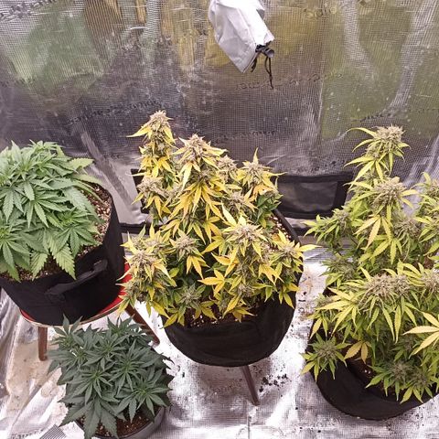 Blueberry Zkittlez Automatic growlog timeline photo