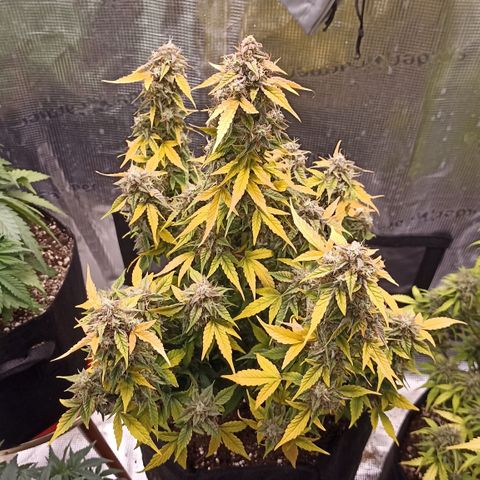 Blueberry Zkittlez Automatic growlog timeline photo