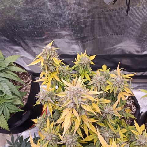 Blueberry Zkittlez Automatic growlog photo: 😍✂️🎉🎉🎉