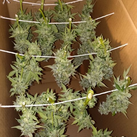Blueberry Zkittlez Automatic growlog timeline photo