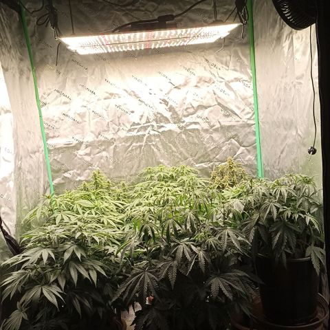 Blueberry Zkittlez Automatic growlog timeline photo