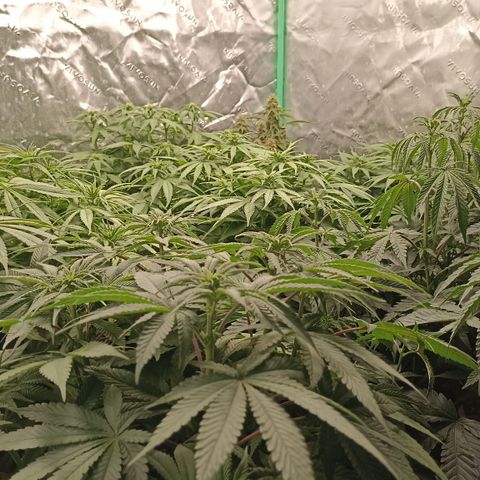 Blueberry Zkittlez Automatic growlog timeline photo