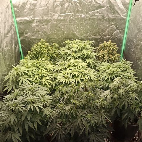 Blueberry Zkittlez Automatic growlog timeline photo