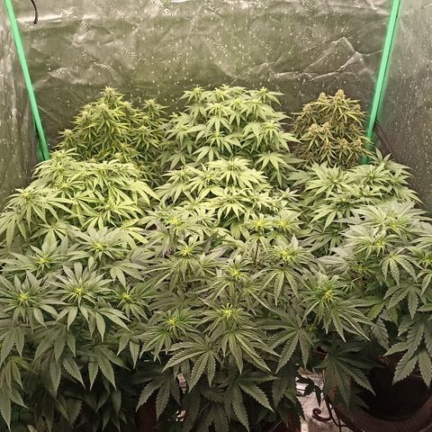Blueberry Zkittlez Automatic growlog timeline photo