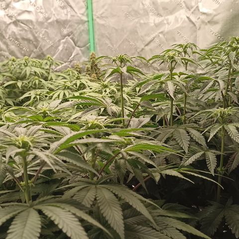 Blueberry Zkittlez Automatic growlog timeline photo