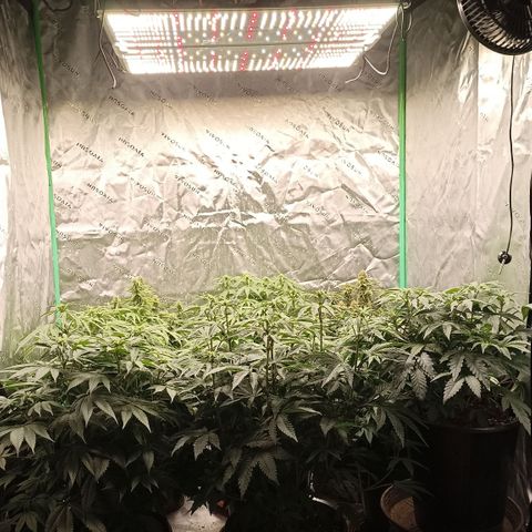 Blueberry Zkittlez Automatic growlog timeline photo