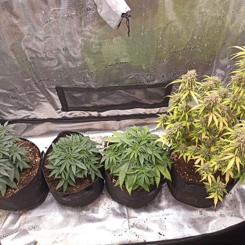 Blueberry Zkittlez Automatic growlog timeline photo