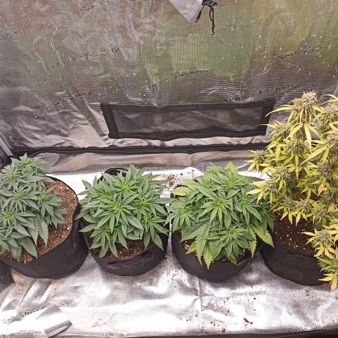 Blueberry Zkittlez Automatic growlog timeline photo