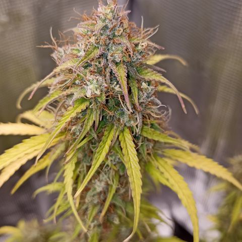 Blueberry Zkittlez Automatic growlog timeline photo
