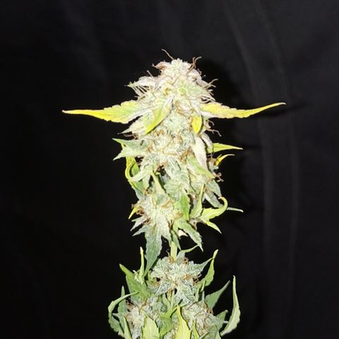 Blueberry Zkittlez Automatic growlog timeline photo