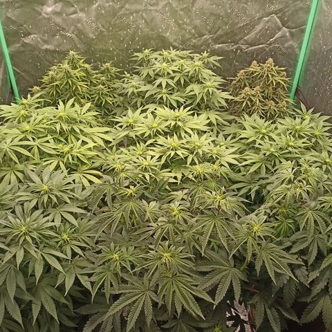 Blueberry Zkittlez Automatic growlog timeline photo