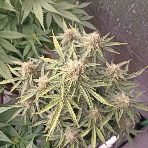 Blueberry Zkittlez Automatic growlog timeline photo
