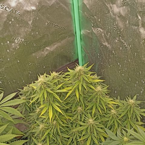 Blueberry Zkittlez Automatic growlog timeline photo