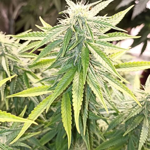 Blueberry Zkittlez Automatic growlog timeline photo