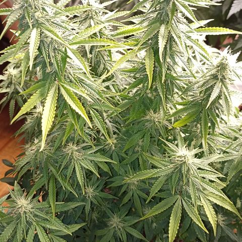 Blueberry Zkittlez Automatic growlog timeline photo