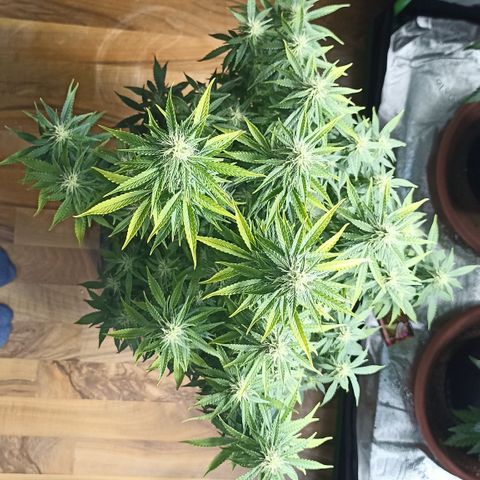Blueberry Zkittlez Automatic growlog timeline photo