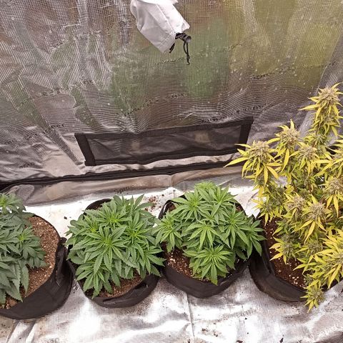 Blueberry Zkittlez Automatic growlog timeline photo