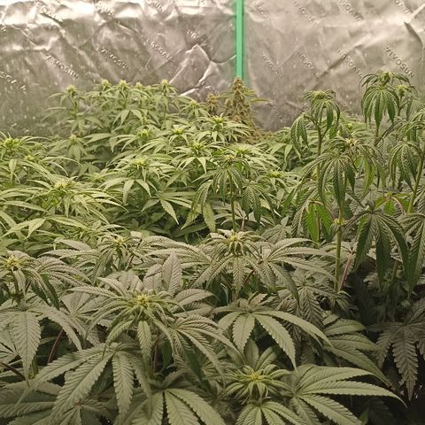 Blueberry Zkittlez Automatic growlog timeline photo