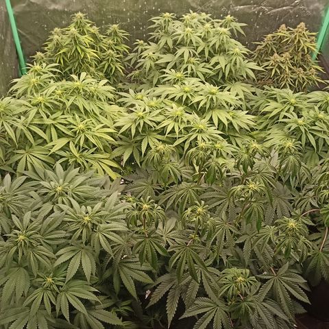 Blueberry Zkittlez Automatic growlog timeline photo