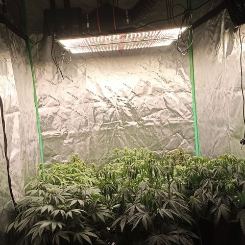 Blueberry Zkittlez Automatic growlog timeline photo