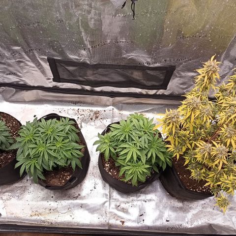 Blueberry Zkittlez Automatic growlog timeline photo