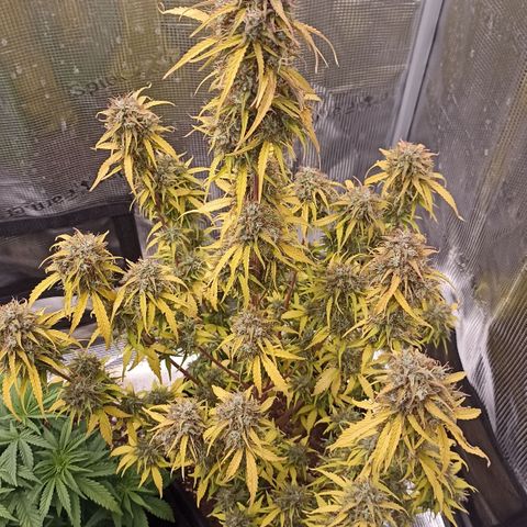Blueberry Zkittlez Automatic growlog timeline photo