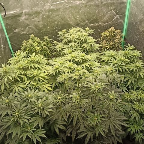 Blueberry Zkittlez Automatic growlog timeline photo