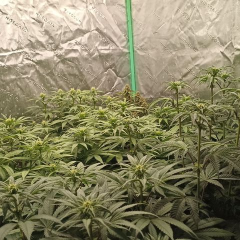 Blueberry Zkittlez Automatic growlog timeline photo